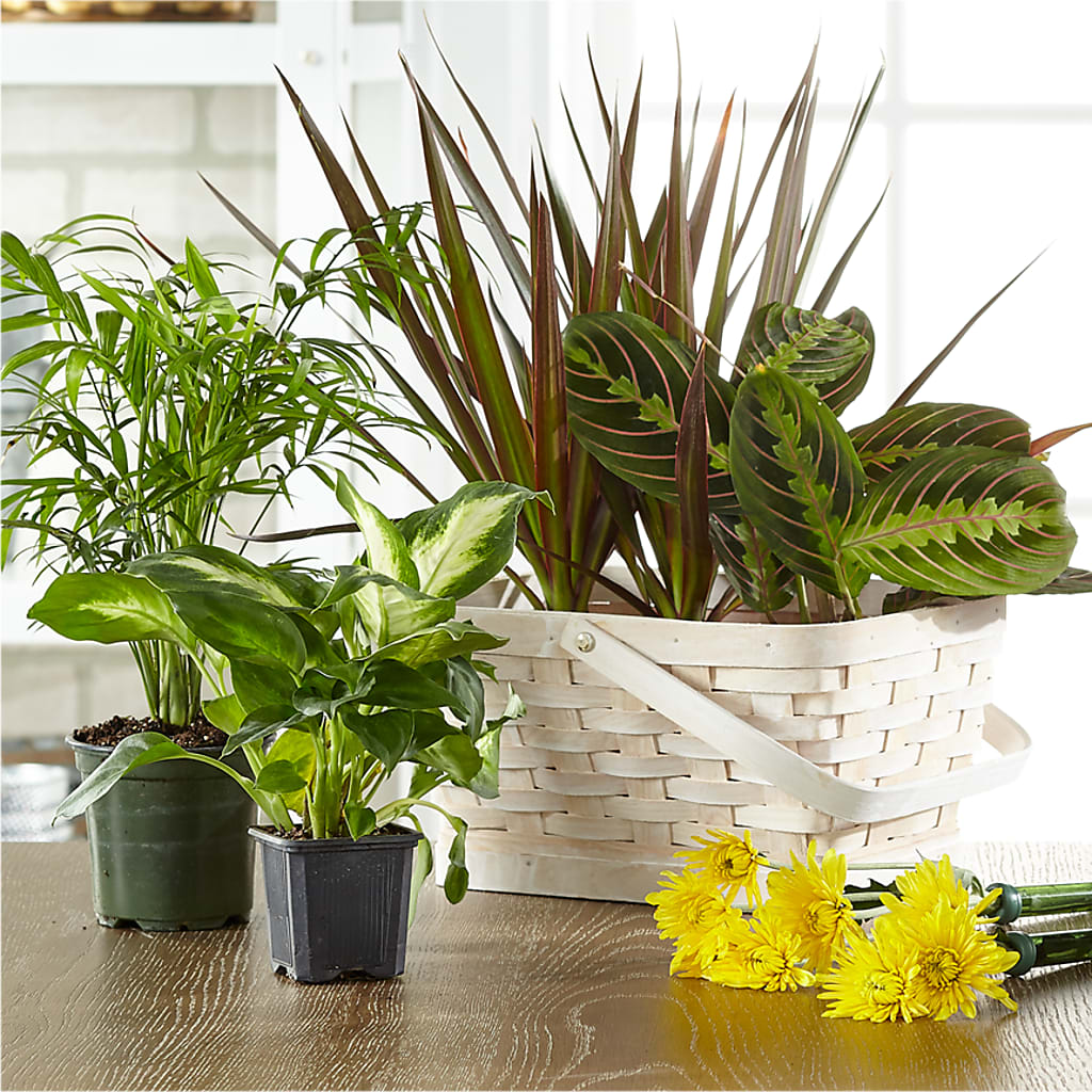 Florist Designed Blooming and Green Plants in a Basket – PIERSON'S FLOWER SHOP & GREENHOUSES INC, Cedar Rapids IA
