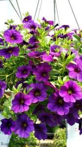 Single Variety Annual Hanging Basket – PIERSON'S FLOWER SHOP & GREENHOUSES INC, Cedar Rapids IA