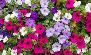 Combination Annual Hanging Basket – PIERSON'S FLOWER SHOP & GREENHOUSES INC, Cedar Rapids IA