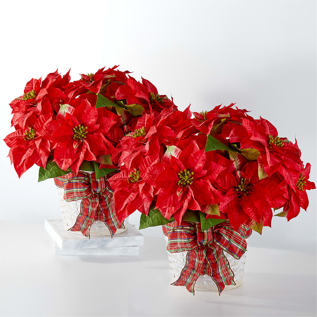 Happiest Holidays Poinsettia Bundle – PIERSON'S FLOWER SHOP & GREENHOUSES INC, Cedar Rapids IA