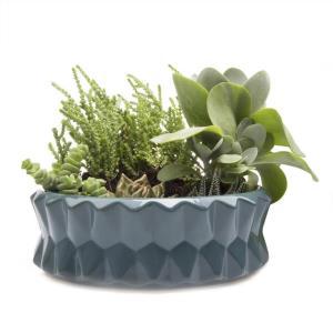 Big Fang Dish Garden – PIERSON'S FLOWER SHOP & GREENHOUSES INC, Cedar Rapids IA