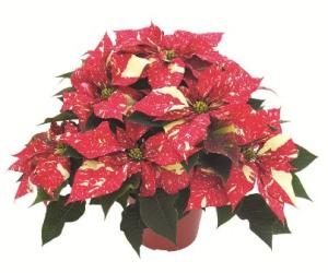6 inch Red Glitter Poinsettia with foil pot cover