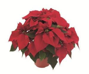 8 inch Red Poinsettia