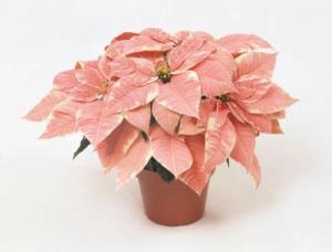8 inch Marblestar Poinsettia