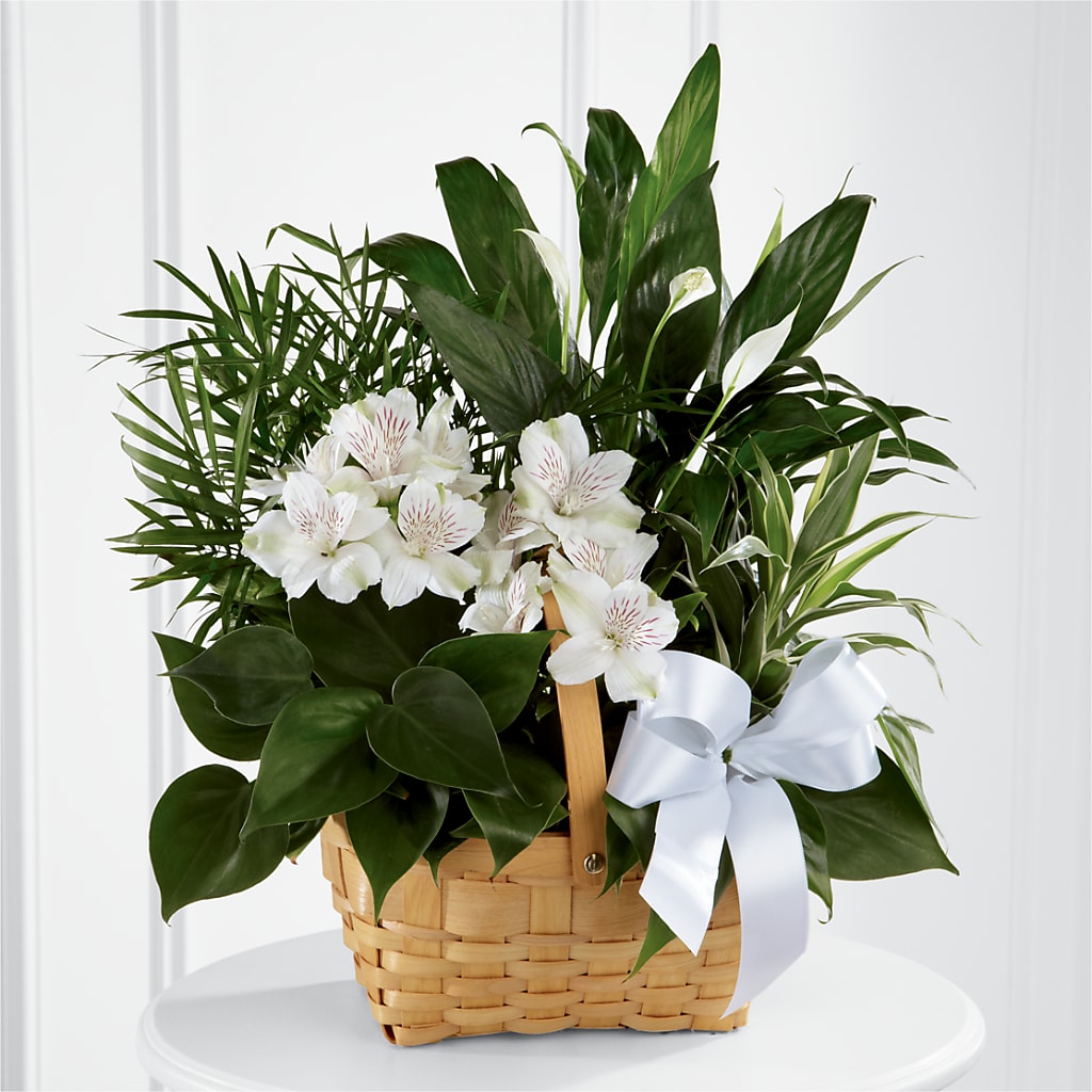 Peace & Serenity Dishgarden – PIERSON'S FLOWER SHOP & GREENHOUSES INC, Cedar Rapids IA