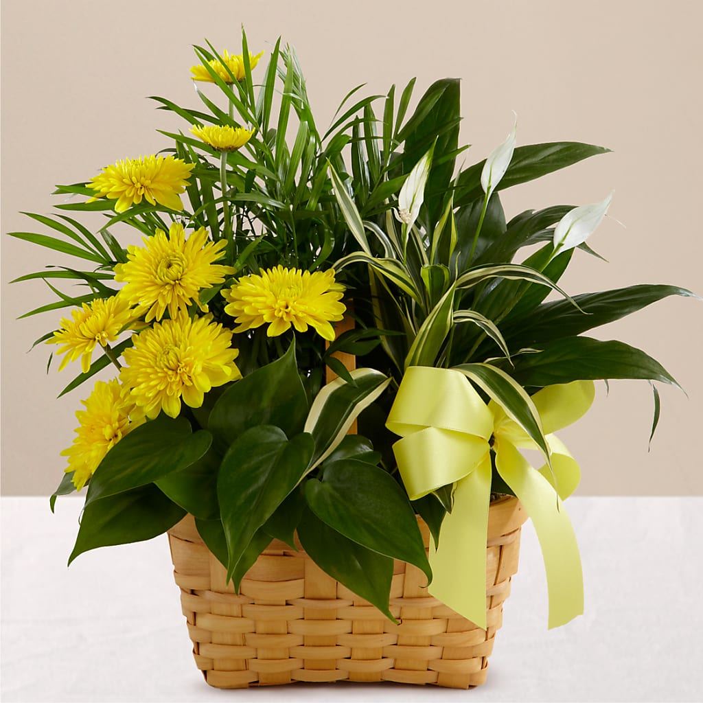 Loving Light Dishgarden – PIERSON'S FLOWER SHOP & GREENHOUSES INC, Cedar Rapids IA