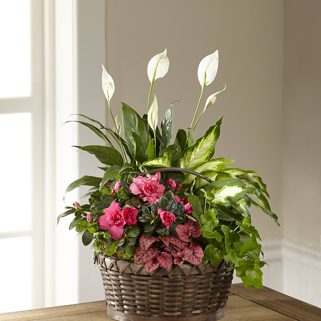 Dream in Pink Dishgarden – PIERSON'S FLOWER SHOP & GREENHOUSES INC, Cedar Rapids IA