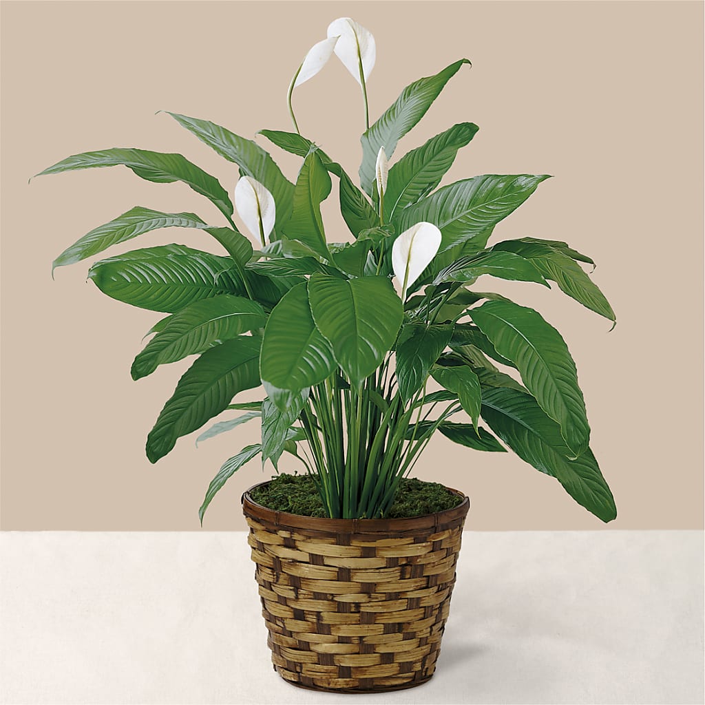 Tranquil Moments Peace Lily Plant – PIERSON'S FLOWER SHOP & GREENHOUSES INC, Cedar Rapids IA