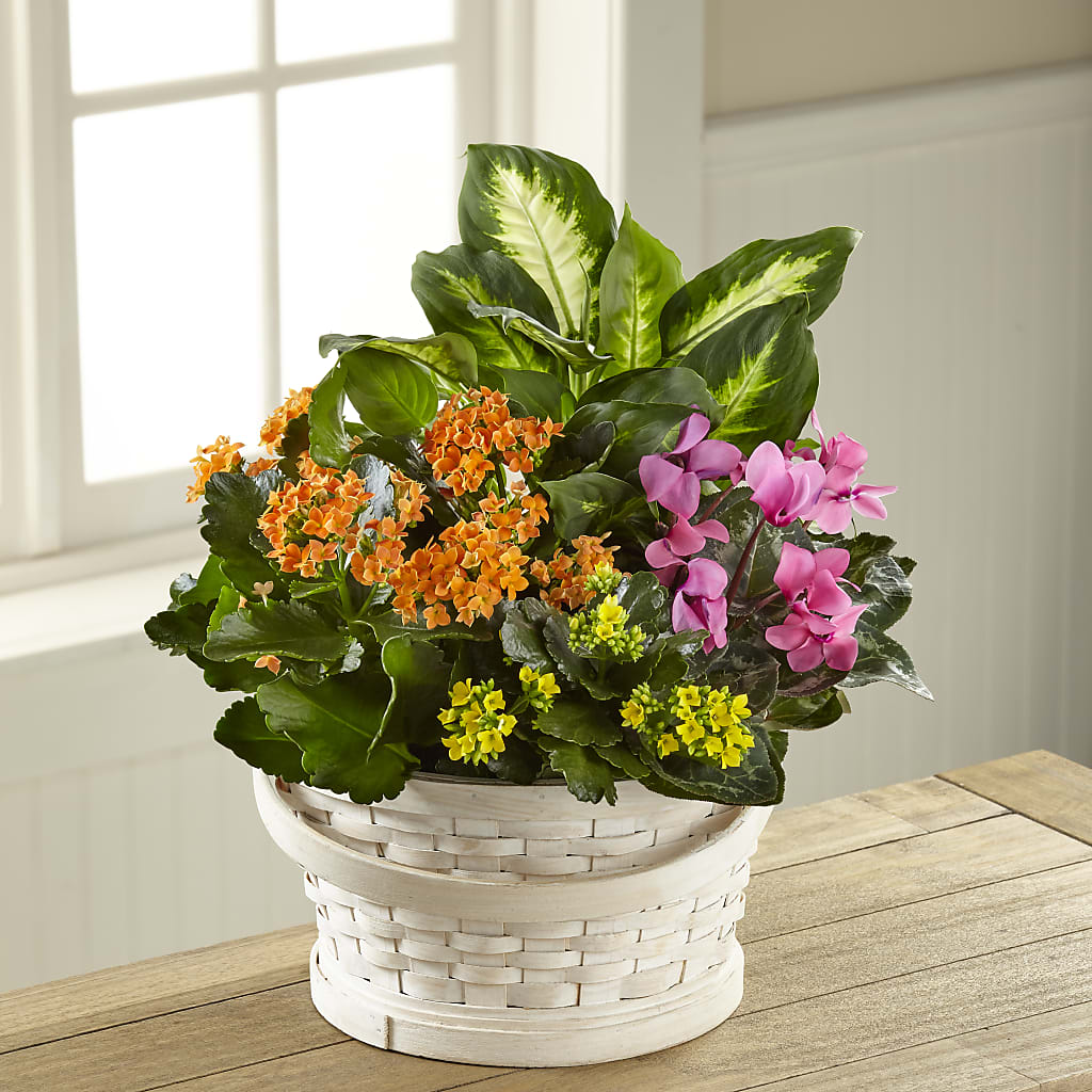 Color Crush Dishgarden – PIERSON'S FLOWER SHOP & GREENHOUSES INC, Cedar Rapids IA