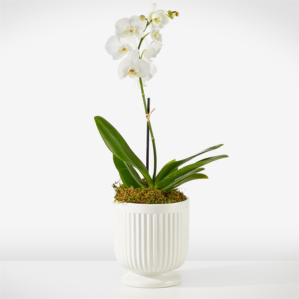 Whispering White Orchid – PIERSON'S FLOWER SHOP & GREENHOUSES INC, Cedar Rapids IA