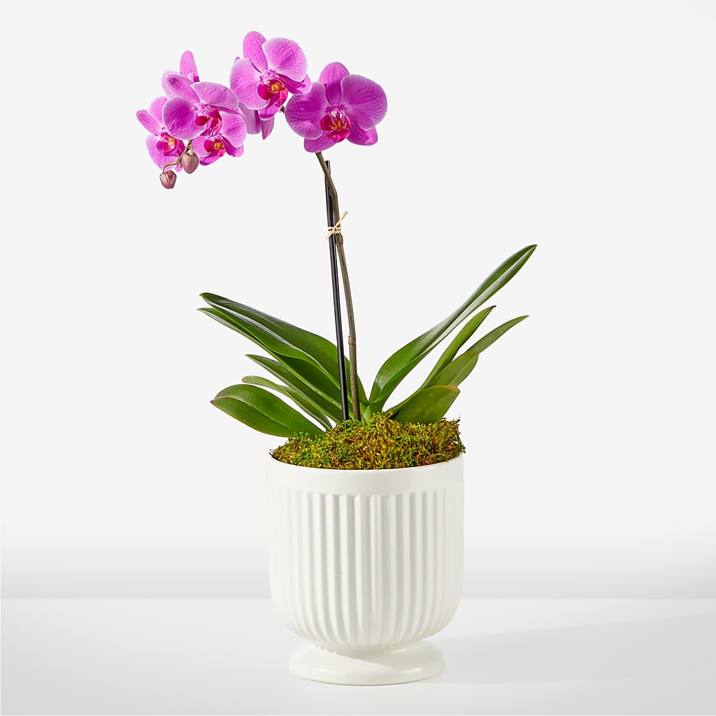 Friendly Fuchsia Orchid – PIERSON'S FLOWER SHOP & GREENHOUSES INC, Cedar Rapids IA