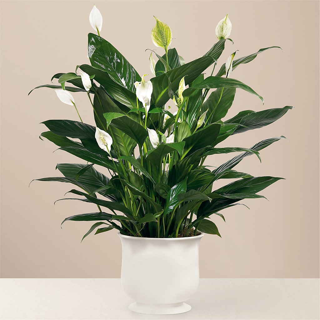 Comfort Planter – PIERSON'S FLOWER SHOP & GREENHOUSES INC, Cedar Rapids IA