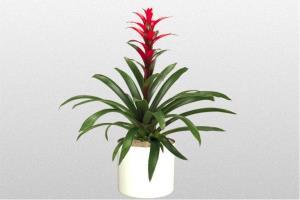 Bromeliad