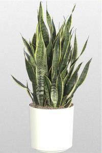 Mother In Laws Tongue – PIERSON'S FLOWER SHOP & GREENHOUSES INC, Cedar Rapids IA