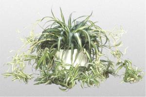 spider plant shop Spider Plant – flower arrangement | Cedar Rapids, IA