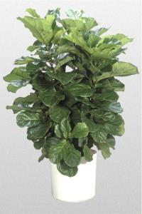 Fiddle Leaf Fig