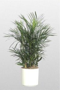 Bamboo Palm – PIERSON'S FLOWER SHOP & GREENHOUSES INC, Cedar Rapids IA