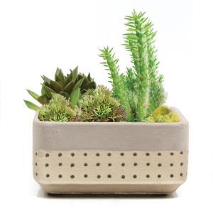 Meraki Dish Gold – PIERSON'S FLOWER SHOP & GREENHOUSES INC, Cedar Rapids IA