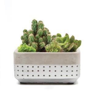 Meraki Dish Silver – PIERSON'S FLOWER SHOP & GREENHOUSES INC, Cedar Rapids IA