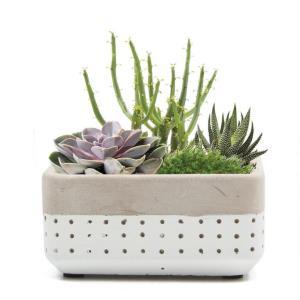 Meraki Dish White – PIERSON'S FLOWER SHOP & GREENHOUSES INC, Cedar Rapids IA
