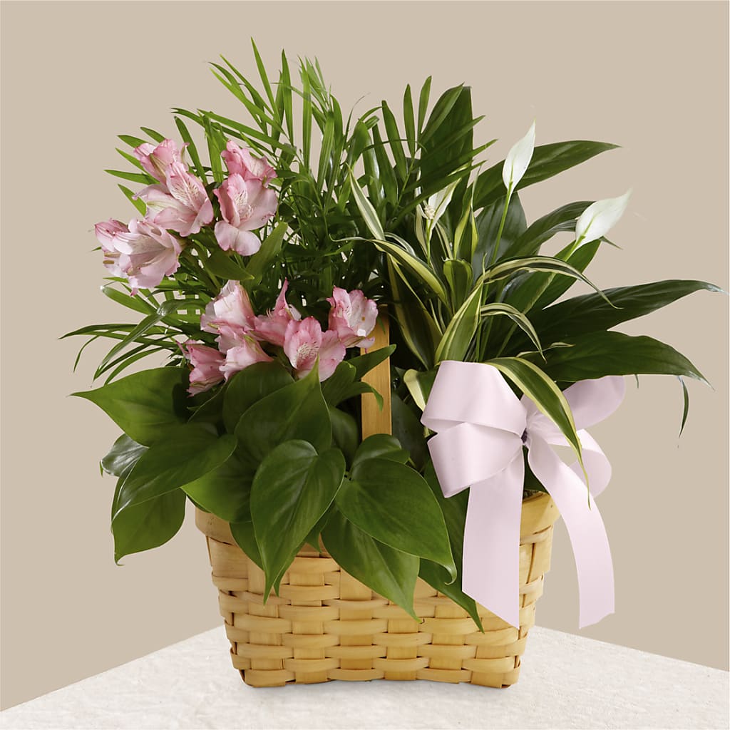 Living Spirit Dishgarden – PIERSON'S FLOWER SHOP & GREENHOUSES INC, Cedar Rapids IA