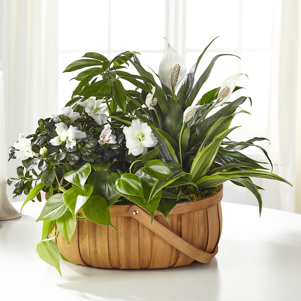 Serene Dishgarden – PIERSON'S FLOWER SHOP & GREENHOUSES INC, Cedar Rapids IA