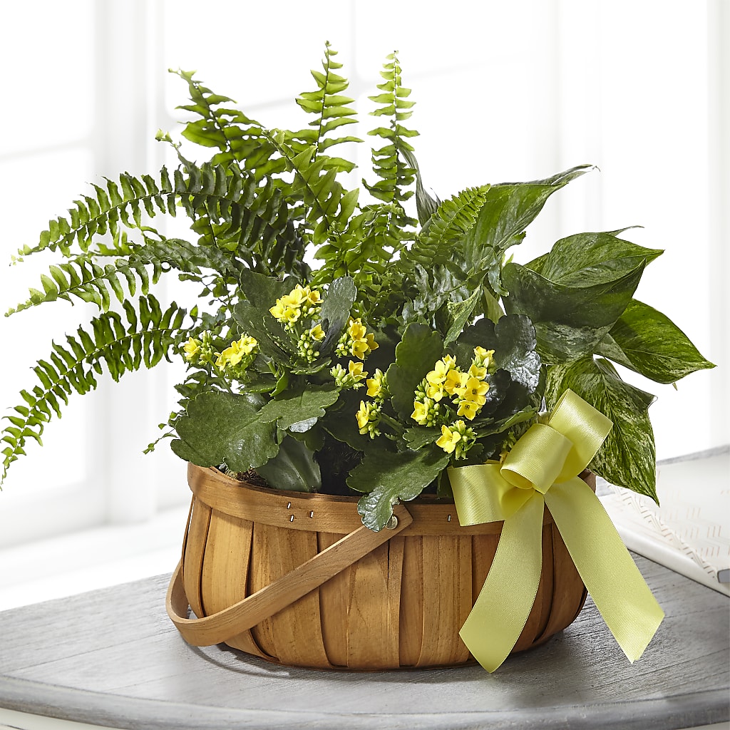 Always Dear Dishgarden – PIERSON'S FLOWER SHOP & GREENHOUSES INC, Cedar Rapids IA