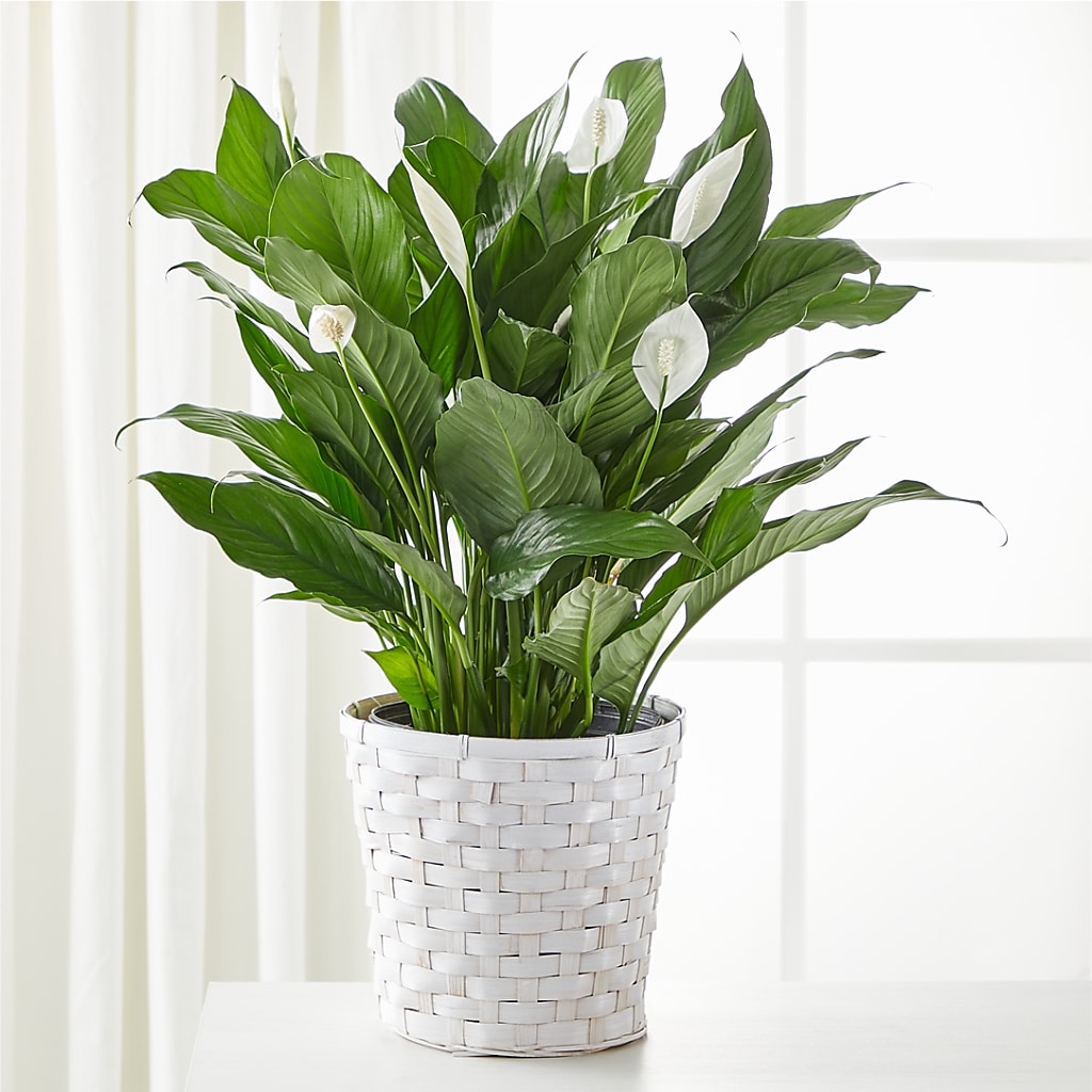 A New Leaf Peace Lily – PIERSON'S FLOWER SHOP & GREENHOUSES INC, Cedar Rapids IA