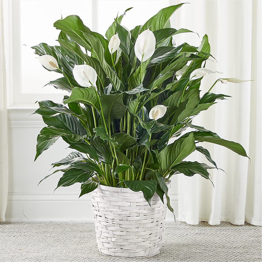 A New Leaf Peace Lily – PIERSON'S FLOWER SHOP & GREENHOUSES INC, Cedar Rapids IA