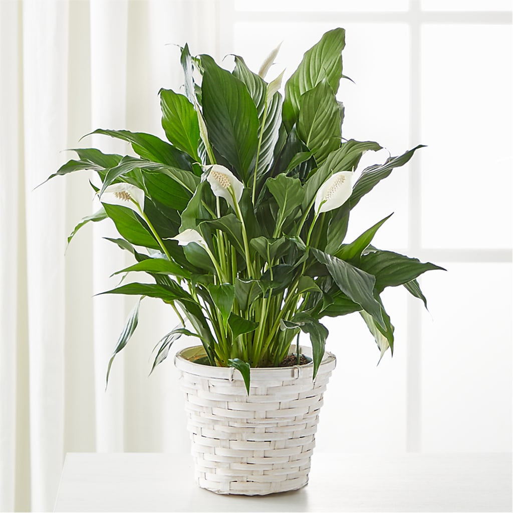 A New Leaf Peace Lily – PIERSON'S FLOWER SHOP & GREENHOUSES INC, Cedar Rapids IA