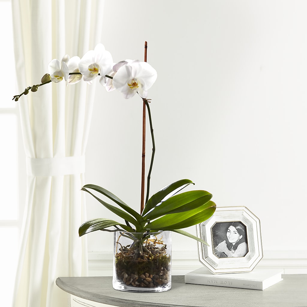 White Orchid Planter – PIERSON'S FLOWER SHOP & GREENHOUSES INC, Cedar Rapids IA