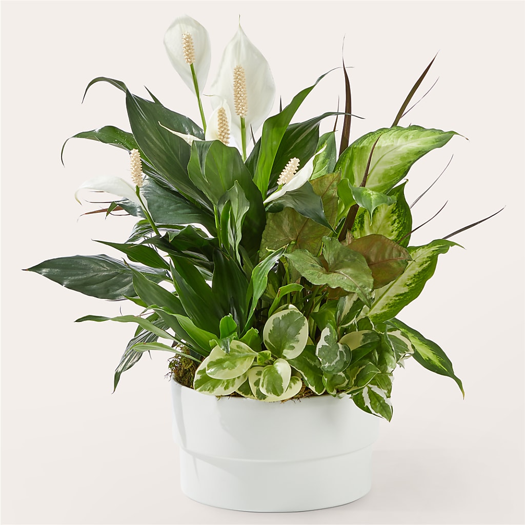 Radiating Positivity Dishgarden – PIERSON'S FLOWER SHOP & GREENHOUSES INC, Cedar Rapids IA