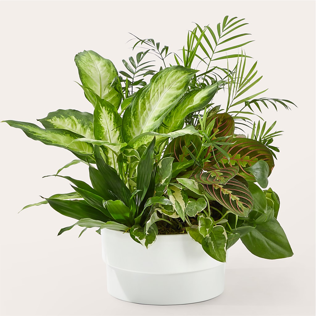 Radiating Positivity Dishgarden – PIERSON'S FLOWER SHOP & GREENHOUSES INC, Cedar Rapids IA