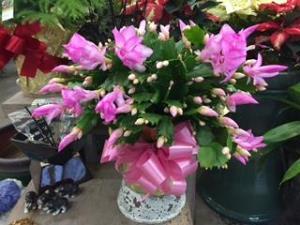 Christmas Cactus