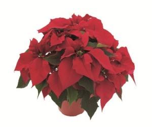 6 inch Red Poinsettia in foil pot cover