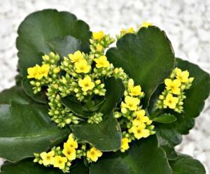 Kalanchoes