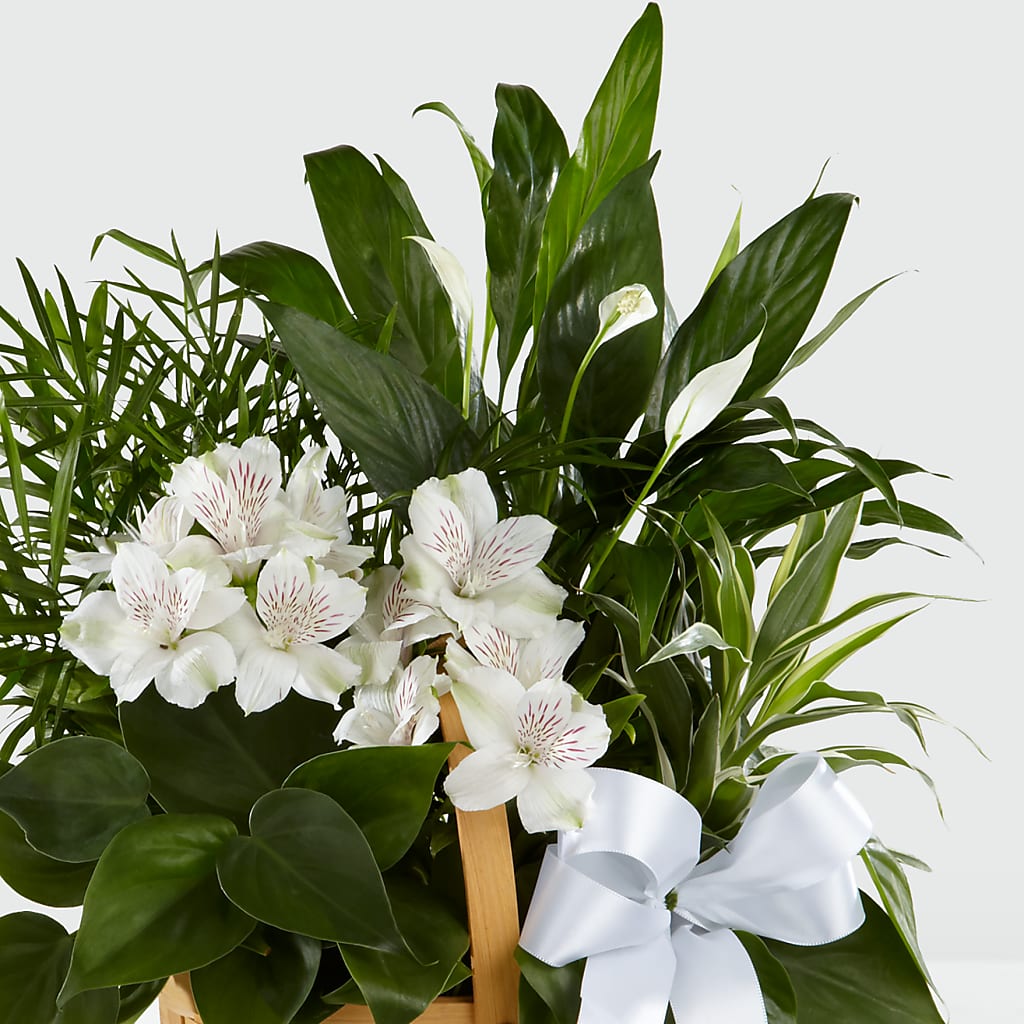 Peace & Serenity Dishgarden – PIERSON'S FLOWER SHOP & GREENHOUSES INC, Cedar Rapids IA