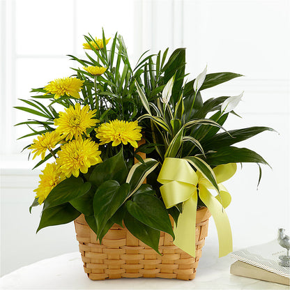 Loving Light Dishgarden – PIERSON'S FLOWER SHOP & GREENHOUSES INC, Cedar Rapids IA