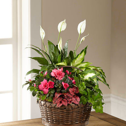 Dream in Pink Dishgarden – PIERSON'S FLOWER SHOP & GREENHOUSES INC, Cedar Rapids IA