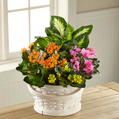 Color Crush Dishgarden – PIERSON'S FLOWER SHOP & GREENHOUSES INC, Cedar Rapids IA