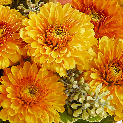 Peachy Pumpkin – PIERSON'S FLOWER SHOP & GREENHOUSES INC, Cedar Rapids IA