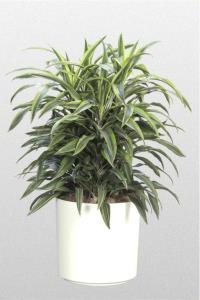 Dracena Lemon Lime Warnecki