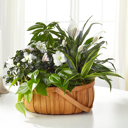 Serene Dishgarden – PIERSON'S FLOWER SHOP & GREENHOUSES INC, Cedar Rapids IA