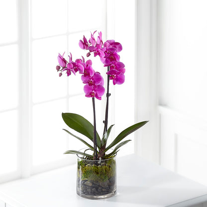 Pink Orchid Plant – PIERSON'S FLOWER SHOP & GREENHOUSES INC, Cedar Rapids IA
