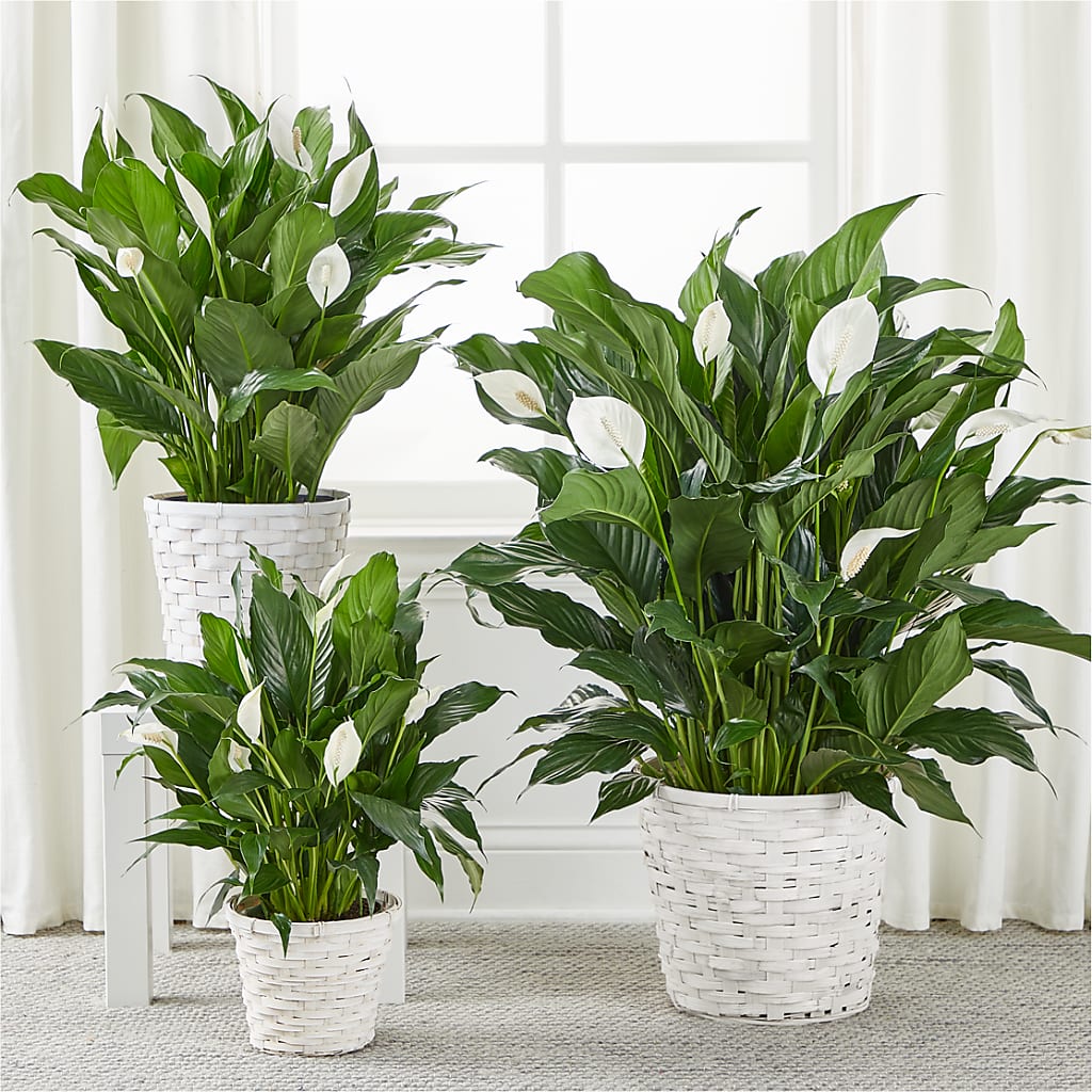 A New Leaf Peace Lily – PIERSON'S FLOWER SHOP & GREENHOUSES INC, Cedar Rapids IA