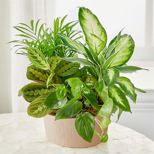 Balance & Harmony Dishgarden – PIERSON'S FLOWER SHOP & GREENHOUSES INC, Cedar Rapids IA