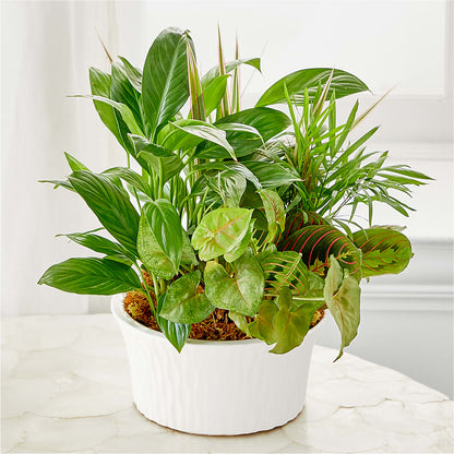 Balance & Harmony Dishgarden – PIERSON'S FLOWER SHOP & GREENHOUSES INC, Cedar Rapids IA
