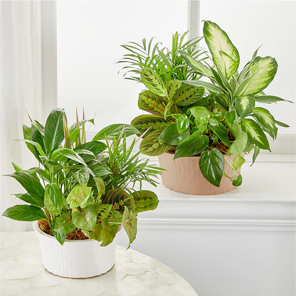 Balance & Harmony Dishgarden – PIERSON'S FLOWER SHOP & GREENHOUSES INC, Cedar Rapids IA