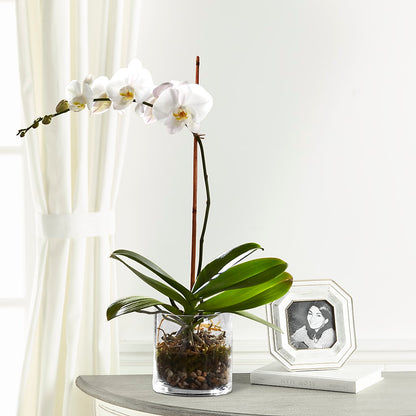 White Orchid Planter – PIERSON'S FLOWER SHOP & GREENHOUSES INC, Cedar Rapids IA