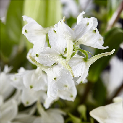 Classic Ivory – A Florist Original – PIERSON'S FLOWER SHOP & GREENHOUSES INC, Cedar Rapids IA